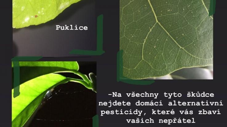 Rostlinolékařská soutěž
